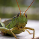 Image for article titled Experts Warn Climate-Related Food Shortages May Require Bugs To Overcome Taboos Against Eating Americans